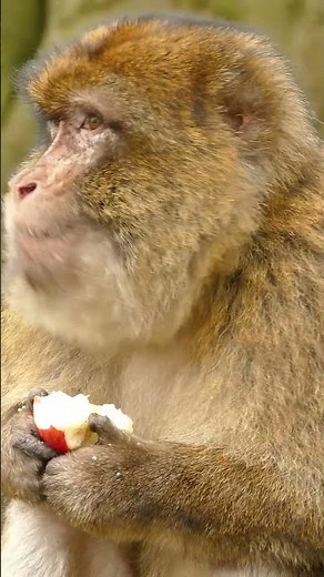 Monkey Enjoys Juicy Apple 🍎 | Close-Up Eating ASMR | Nature in HD