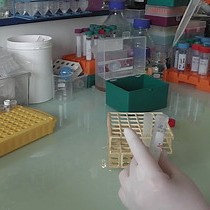 Video: An Easy Method for Plant Polysome Profiling