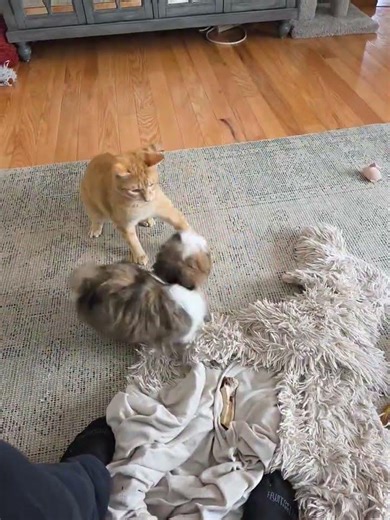 Shih Tzu. puppy vs Orange Tabby.