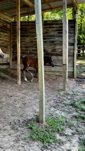 Let the new pasture zoomies begin!! Templar Cipher at 6 1/2 weeks old! #horsevideo #arabianhorse #foals #lovehorses #horse | Mystic Rose Arabians
