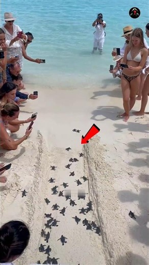 Why Helping Baby Turtles Could Be Hurting Them