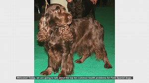 Top 10 Common Health Problems in Field Spaniel Dogs