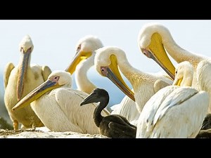 Pelicans eating other birds, throwing them up ‘alive and half digested’ to feed to their offspring (Pelicans Feast On Cape Gannet Chicks | Life | BBC Earth)