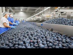 Factory Processes 200 Million Pounds of Blueberries with AI Technology | Step by Step Process