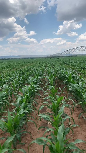 A thriving maize crop ,displaying a rich, dark green color. Products used Anchor for pre-emergence herbicide, Elufen for fall armyworm control, Omnia N.P.K 10:20:10 as basal fertilizer and top dressed with Omnia urea (46%)N. #maizefarming #agriculture #foryou #viralreelsfb #fypシ゚ #fypシ゚viralシ | Agronomist H Kanyimbo