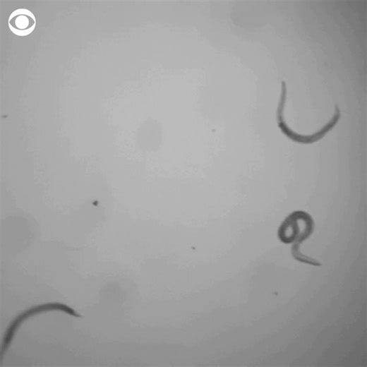 These ancient worms have been revived after being about 46,000 years in the Siberian permafrost. | CBS News