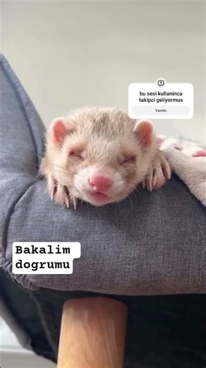 They say using this voice command brings hundreds of followers, let's see if that's true #explore