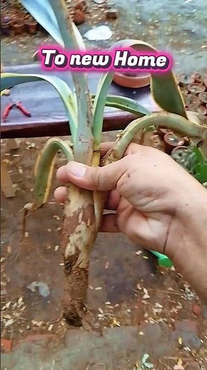 Repotting My Agave Americana Like a Pro! 🌿