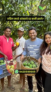 Devgad Hapus Mango WhatsApp Message on 9420599665 #devgad #konkan #mangoes #mango #alphansomangoes🍋 #mumbai #thane #navimumbai | Pragat Loke
