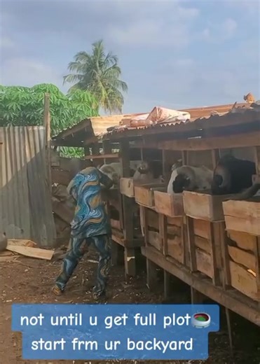 You don’t need a plot of land before starting livestock farming in Nigeria! Many successful farmers began small—right in their backyard, compound, or a small rented space. What matters is good management, the right livestock, and consistency. 🔥 Livestock You Can Start Without a Large Land Space: Goats – Can be raised in a small, well-ventilated pen Sheep – Require moderate space and simple housing Poultry – Broilers, layers, turkeys can start in small units Rabbits – Very low-space animals with