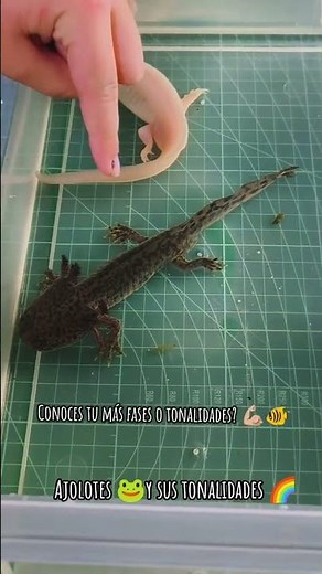 Axolotl Colors 🐸🌈 | Most Common Axolotl Phases Explained Easily