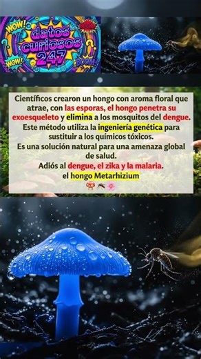 ¡El hongo azul que podría acabar con el dengue! 🍄🦟 #datoscuriosos #ciencia