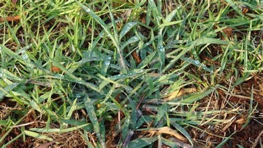 Weeds are springing to life in your yard. Here's how to kill them.