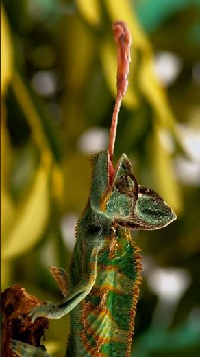 chameleon tongue eating predator