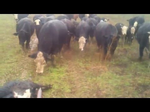 The cow funeral.. So sad
