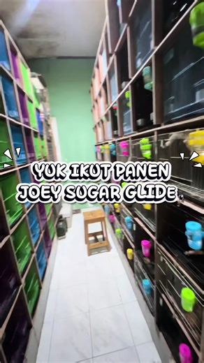 Explore Sugar Gliders: Fascinating Pets from Indonesia