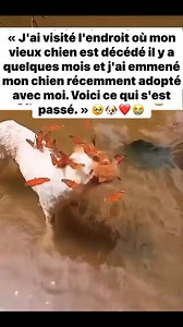 C’est triste en même temps beau🥺🐶❤️ | Blackwolf and Ghost