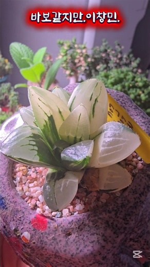 장강금~ #이창민 #바보같지만 #구독좋아여 #succulent #형이와