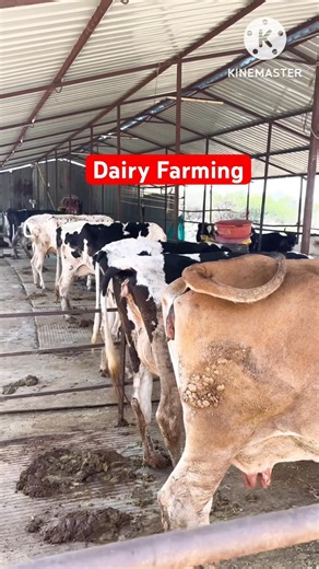 Dairy Farming kaise start kare ?? #drsureshjangir #cow #veterinary