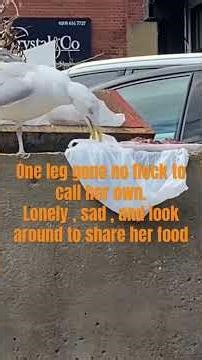 Lonely sad bird has one feet gone #waterbirds #sadbird#onefeetbird#seagull#lonelybird#abandonedbird