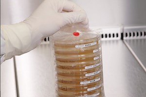 Culture Media for Media Fill Test Results You Can Rely On