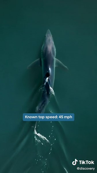 Shortfin Mako Shark: Speed, Power, and More!