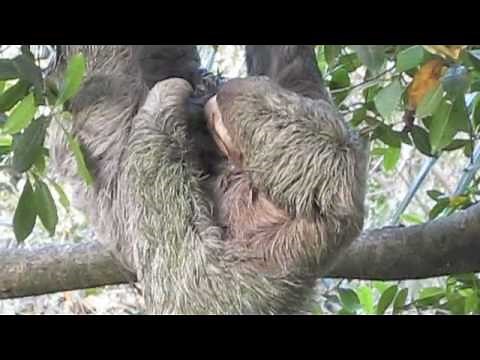 Baby Sloth Actual Live Birth at the Monkey House in Manuel Antonio, Costa Rica.m4v