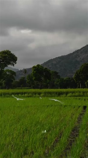 Exploring Haiti: The First Black Independent Country