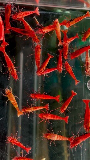 the first selection of the RR boa,s🔥these go to a large aquarium💪 | Schwachöfer Shrimp's