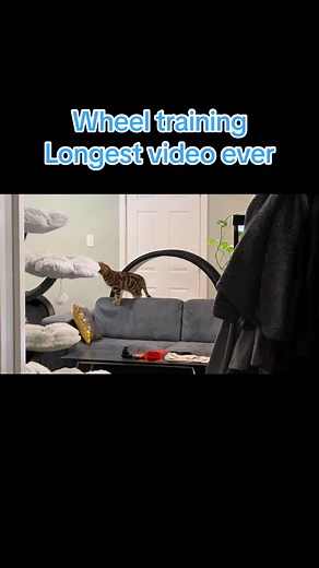 Adorable Bengal Cat Wheel Training Video