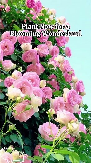 Transform Your Garden: Plant Climbing Roses Now for a Floral Wonderland!#ClimbingRoses
