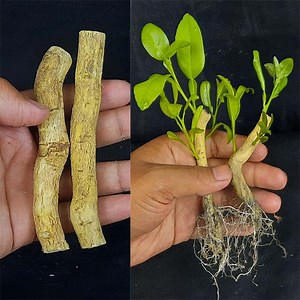 How To Grow Lemon Tree From Root | How to prepare lemon plant from Root | Rana Craft