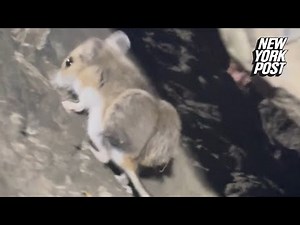 Say cheese: Mouse with big butt caught on camera: “No way!