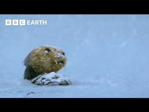 Predators vs Prey in the Most Extreme Environments | BBC Earth
