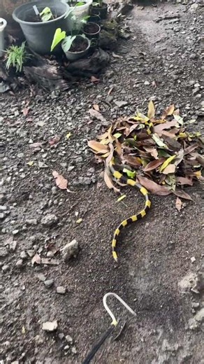 This venomous triangular-headed snake is dangerous and moves very fast. #EXOTICREALS #TriangularH...