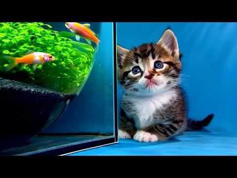 Adorable Realistic Kittens | Cute Cat Moments Full of Curiosity and Playfulness