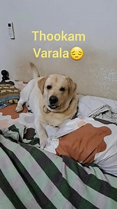 Chottu Settai in the night... . . . #doglovers #dogtreats #doggames #dogspeak #funnyvideos #funnydogvideos #puppies #puppylove #labrador #petlovers #dogsleeping #sleep #night #game | Mr.Chottu