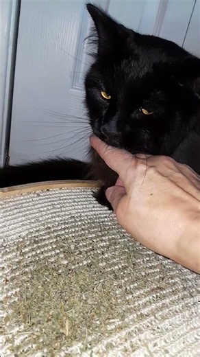 Salem having some cat nip and fun times