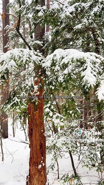 Exploring the Magical Echo Lake Winter Trail in NH