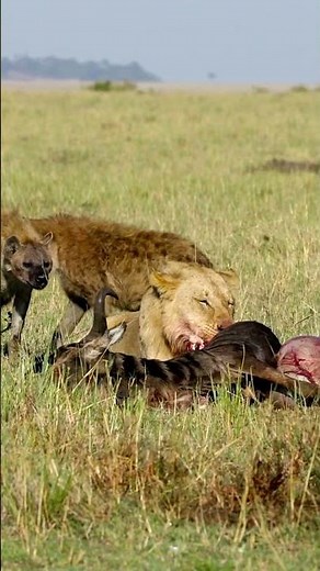 The Ferocious Huntress: Incredible Lioness Hunting Facts