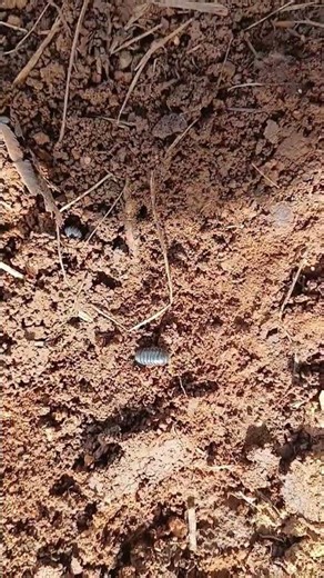 Ardmore OK Pest Control Service | Pest Control Service In Ardmore OK