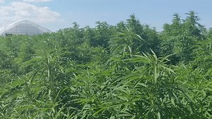 EXCLUSIVE: A look inside Genesis Farms, South Dakota's largest cannabis production operation