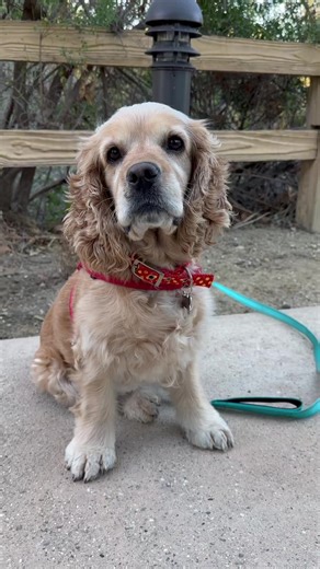 16K views · 835 reactions | Cocker spaniel is saved from certain death on the streets of Mongolia and flies around the world to get her fresh start! ♥️ | Camp Cocker Rescue | Facebook