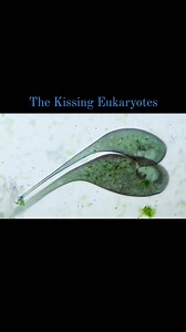 #Here_are_two_Stentor_coeruleus_kissing_each_other. These beautiful Stentors are in fact reproducing sexually by a process called conjugation! They’re linked together by their mouths, creating a bridge between their cytoplasms. They then exchange genetic information, creating more phenotypic variability which is super important for the evolution and survival of a species. 😄 Ciliates are the only eukaryotic single-celled animals that have two nucleus: the micro and macronucleus. The first one is