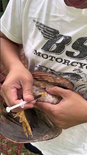 How to give injections in chicken ll injection in chicken ll intramuscular injection in hen