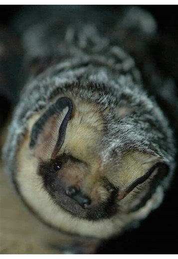 Discover the Hoary Bat: North America's Unique Species