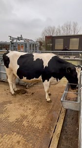Longdown Facts: Evie cow is a typical Holstein dairy breed she weighs about 650kg consumes 20kg of hay a day drinks between 30 and 70 litres of water each day. She is due to have her calf early next year. | Longdown Activity Farm
