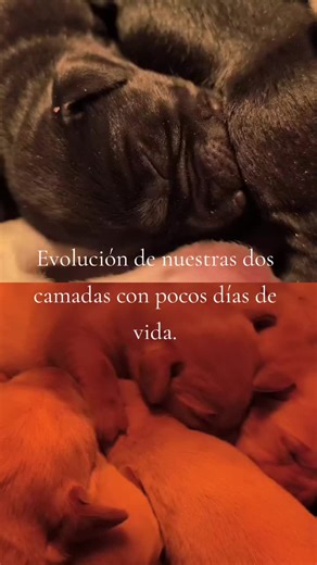 Así evoluciona nuestras dos camadas de labrador retriever nacidas el mismo día. conoce nuestros cachorros en www.lomoancho.es #crialegal #nucleozoologico #centrocaninolamalena #mascotasfelices