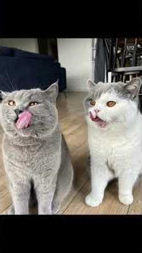 World Cat Day 🐈🐈‍⬛💗