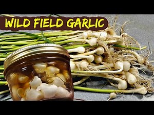 Wild Field Garlic Honey - How to harvest and use wild field garlic
